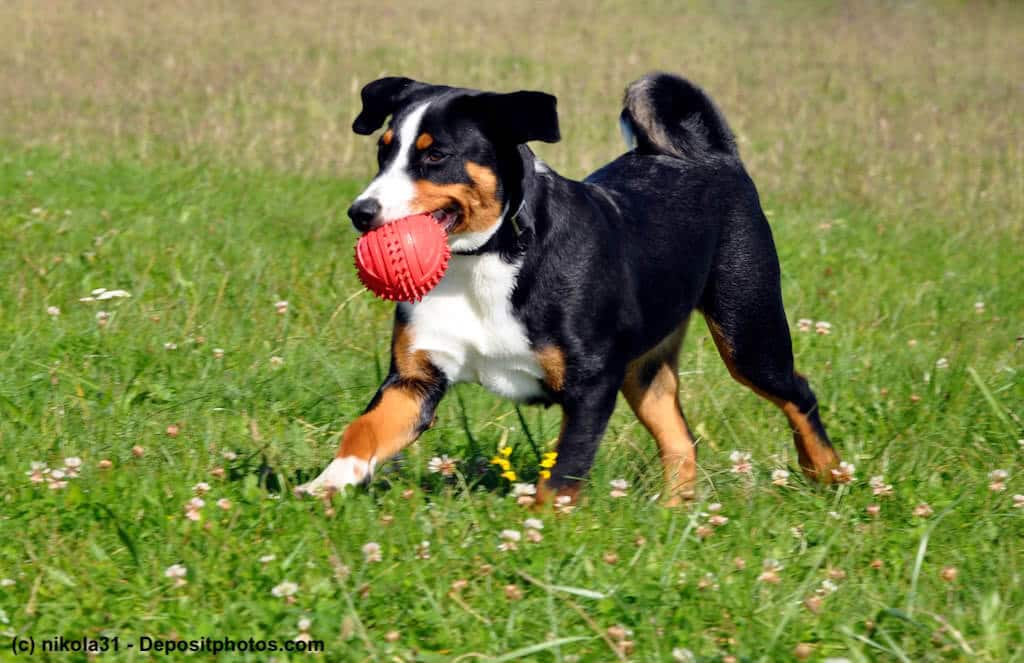 Fröhlicher Appenzeller Sennenhund auf einer Wiese mit Ball im Maul. Beschriftung lautet: Pflege, Ernährung und gesundheitliche Vorsorge führen zu einem glücklichen, langen Hundeleben.