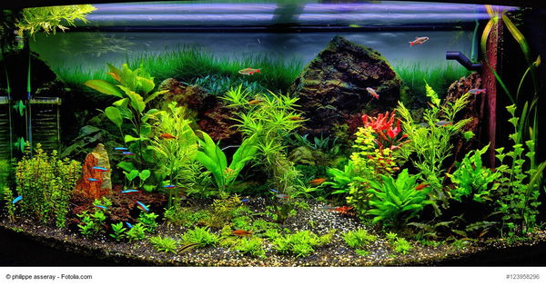 Aquarium einrichten
