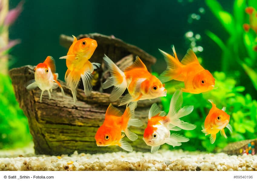 Ein Schwarm kleiner Goldfische vor einem kleinen Demo Wrack im Aquarium