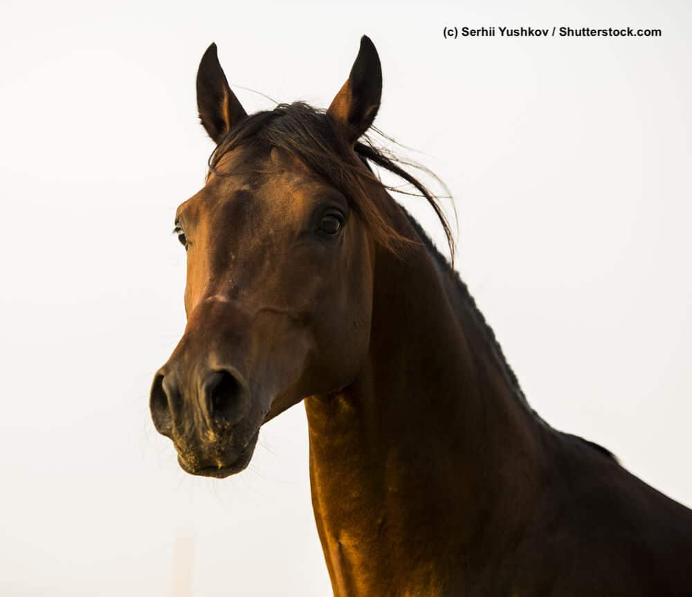 Braunes Arabisches Vollblut