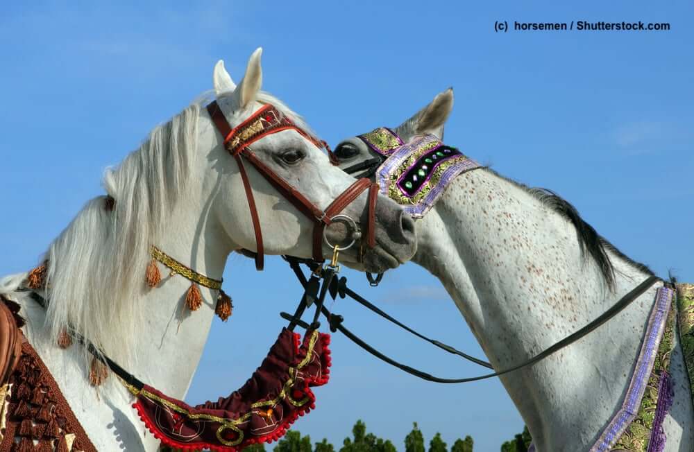 Arabische Vollblüter mit Tracht als Showpferde