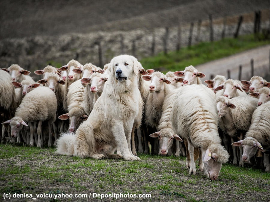 Herdenschutzhunde - die wachsamen Riesen unter den Arbeitshunden