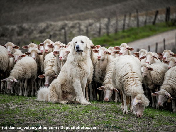 Herdenschutzhunde - die wachsamen Riesen unter den Arbeitshunden