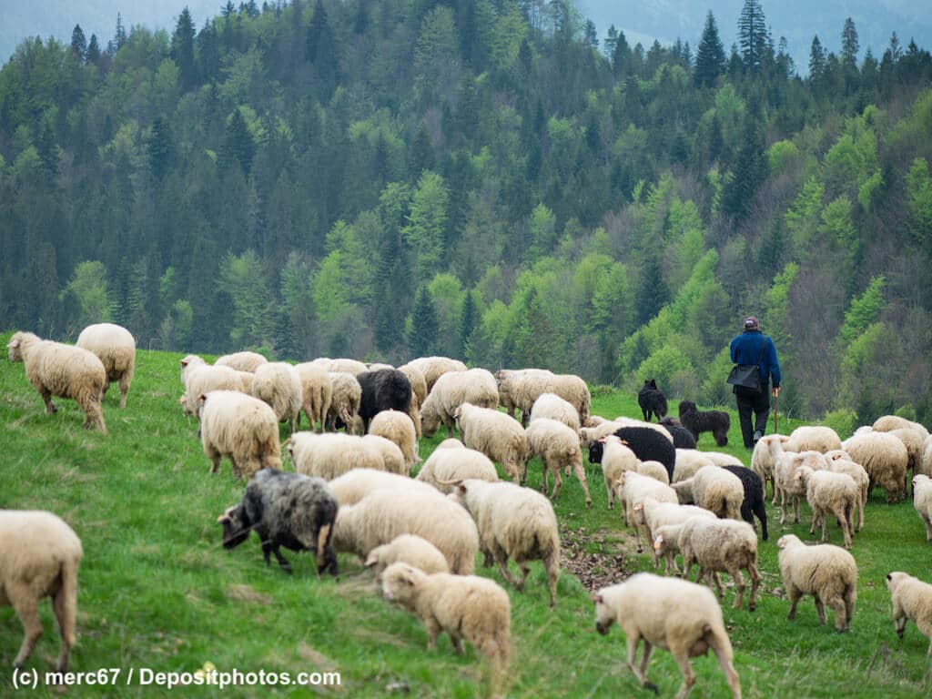 Schafherde mit Schäfer und zwei dunkeln großen Hunden in den Bergen vor einem bewaldeten Bergrücken. Die Beschriftung lautet: Auch wenn beide mit bzw an Herden arbeiten, sind Hütehunde und Herdenschutzhunde grundverschiedene Hundetypen.
