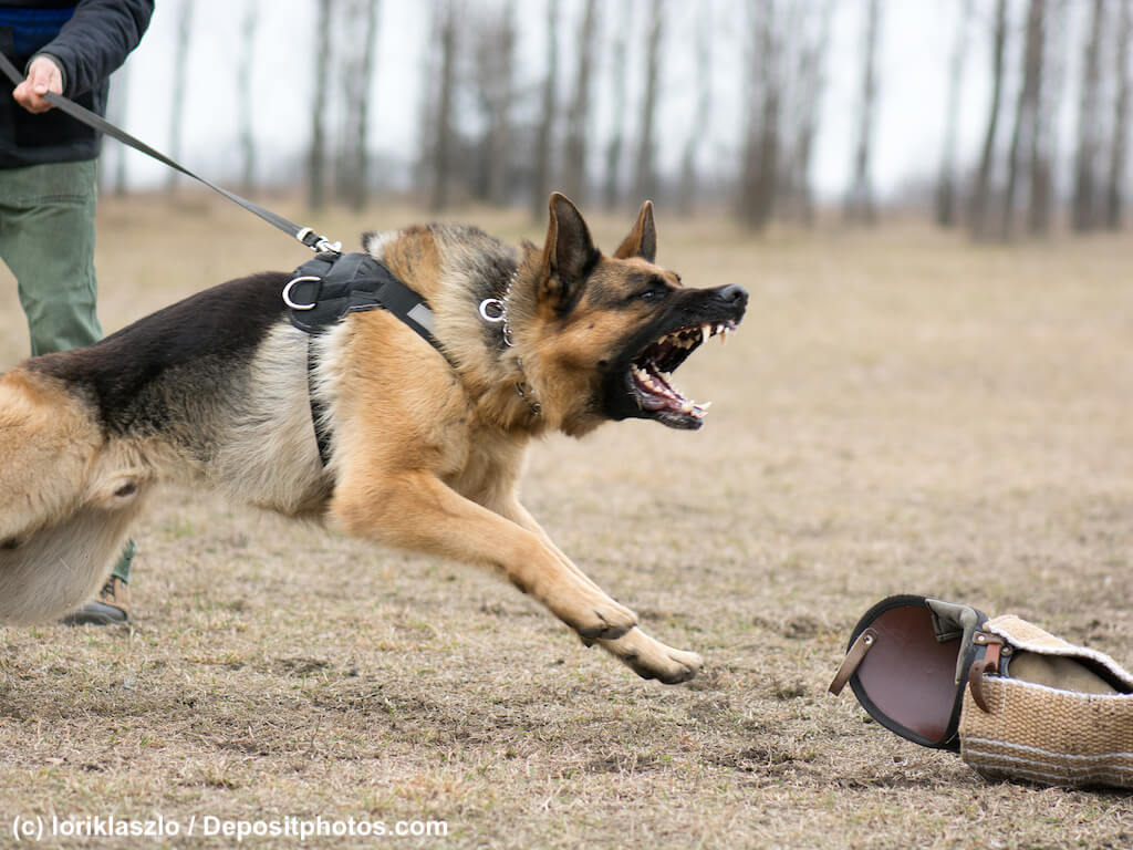 Deutscher Schäferhund an gespannter Leine bellt nicht sichtbare Person an