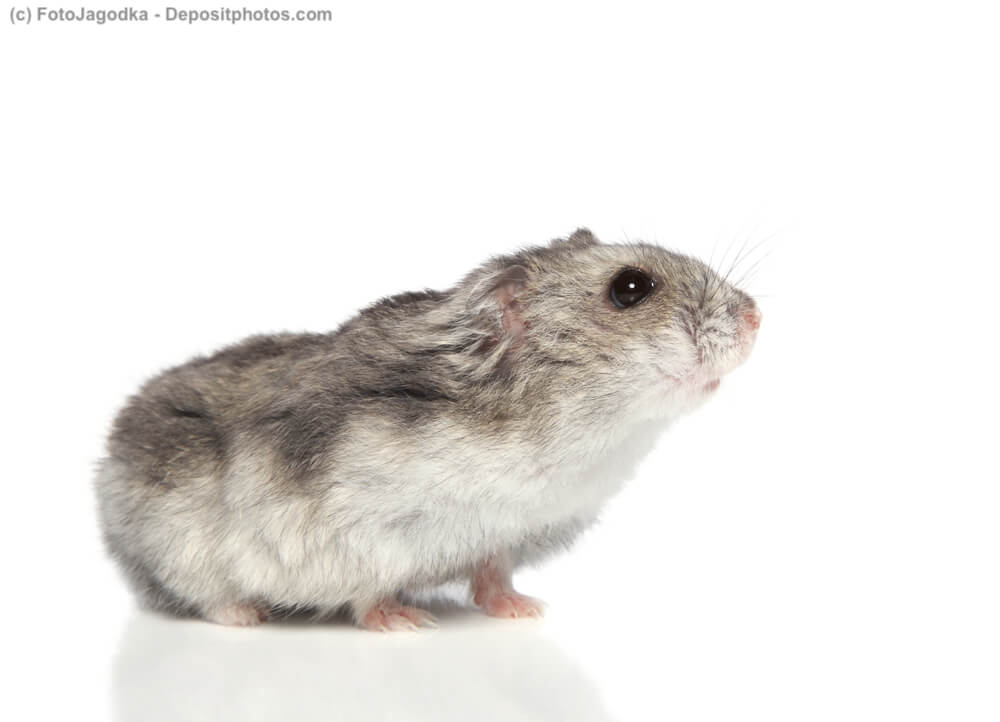 Chinesischer Streifenhamster auf weißem Hintergrund
