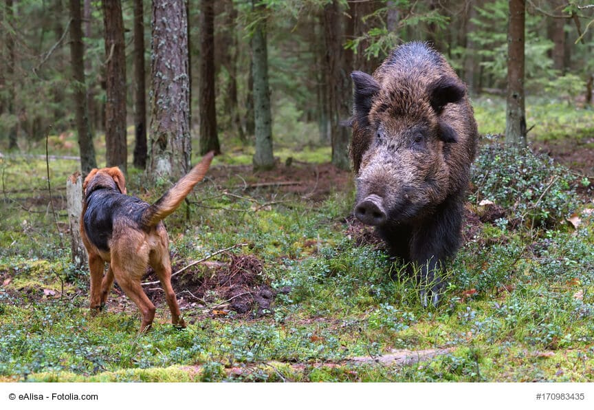 Ein Hund nähert sich einem Wildschwein im Wald