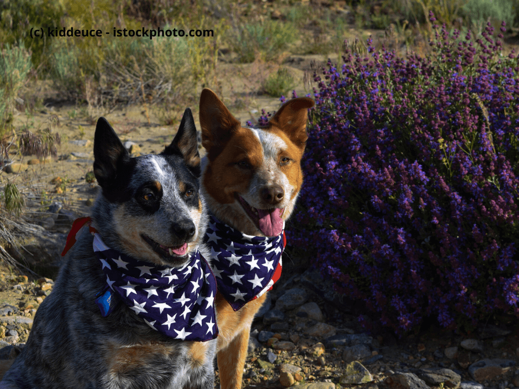 Australian Cattledog