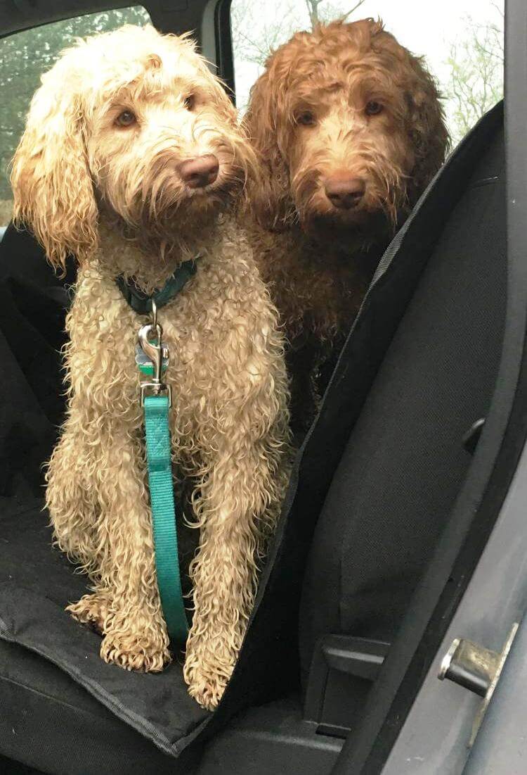 Zwei Hunde sitzen auf der Rückbank eines Autos auf einer Autoschondecke und schauen aus der geöffneten Seitentür