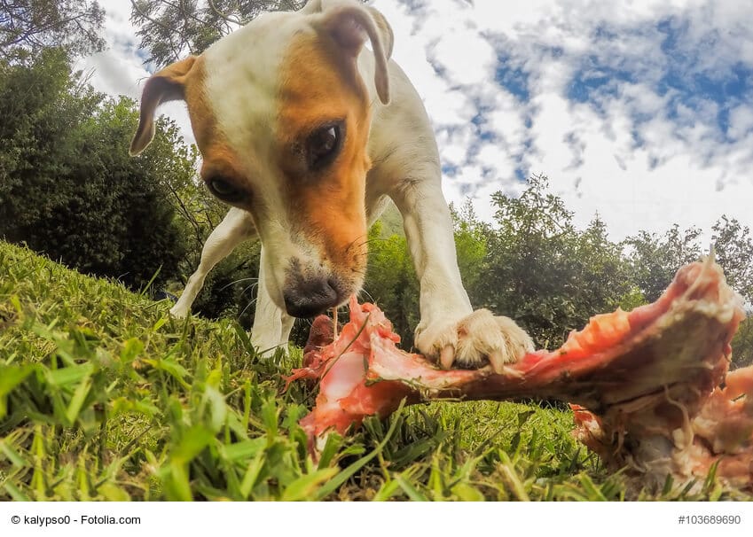 Kleiner Jack Russen Terrier leckt an einem frischen, blutigen Knochen
