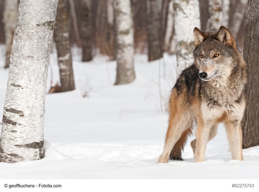Grau-Brauner Wolf steht zwischen Bäumen im Schnee. Beschriftung lautet: Von seinem Vorfahren dem Wolf hat der Hund seine erhöhte Körperkerntemperatur.