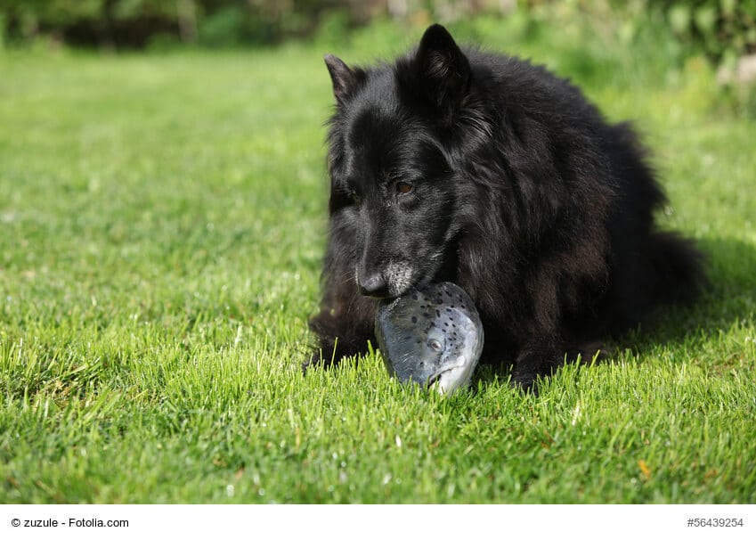 roßer, schwarzer Hund kaut auf einem Fischkopf herum