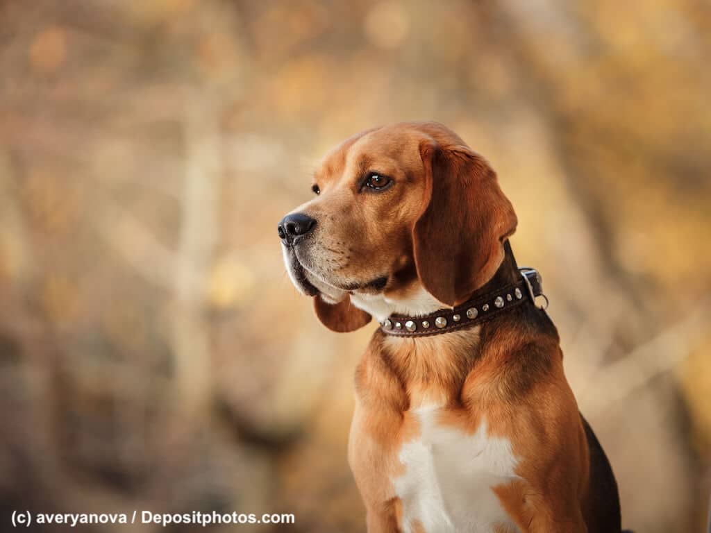 Beagle fühlen sich im Wald Zuhause