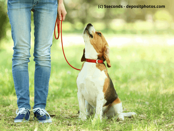 Woher bekomme ich einen Hund? Der Übersichtsartikel!