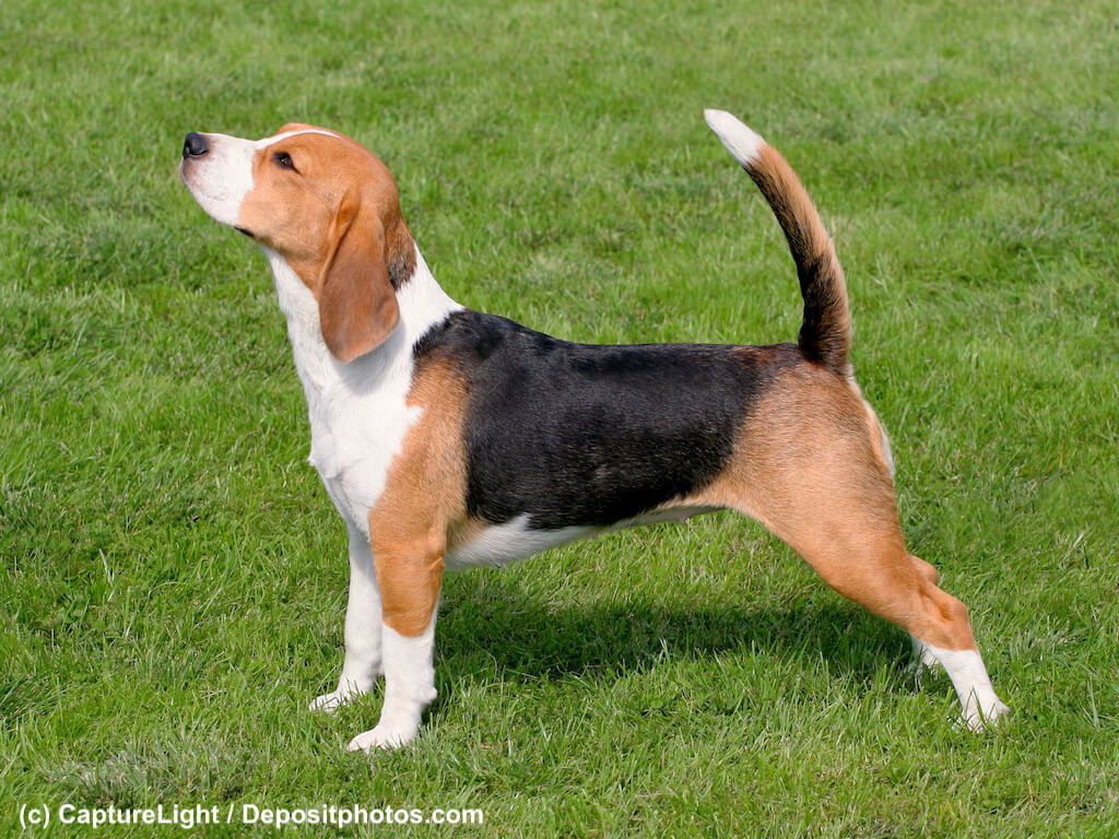 Beagle