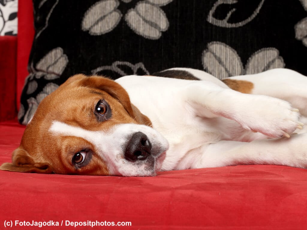 Beagle müde schlafend