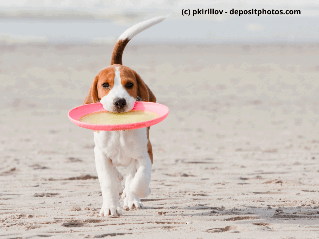 Beagle spielt mit Frisbee am Strand