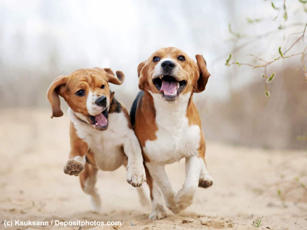 Beagle als Meutehund