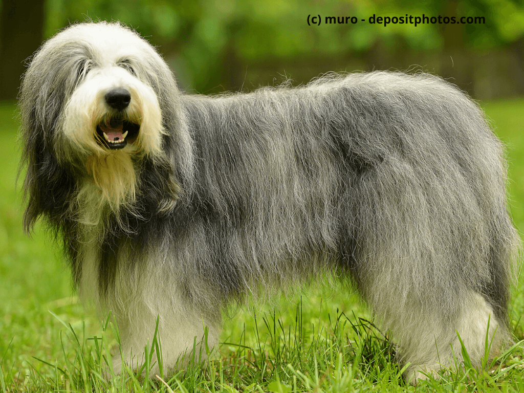 Bearded Collie