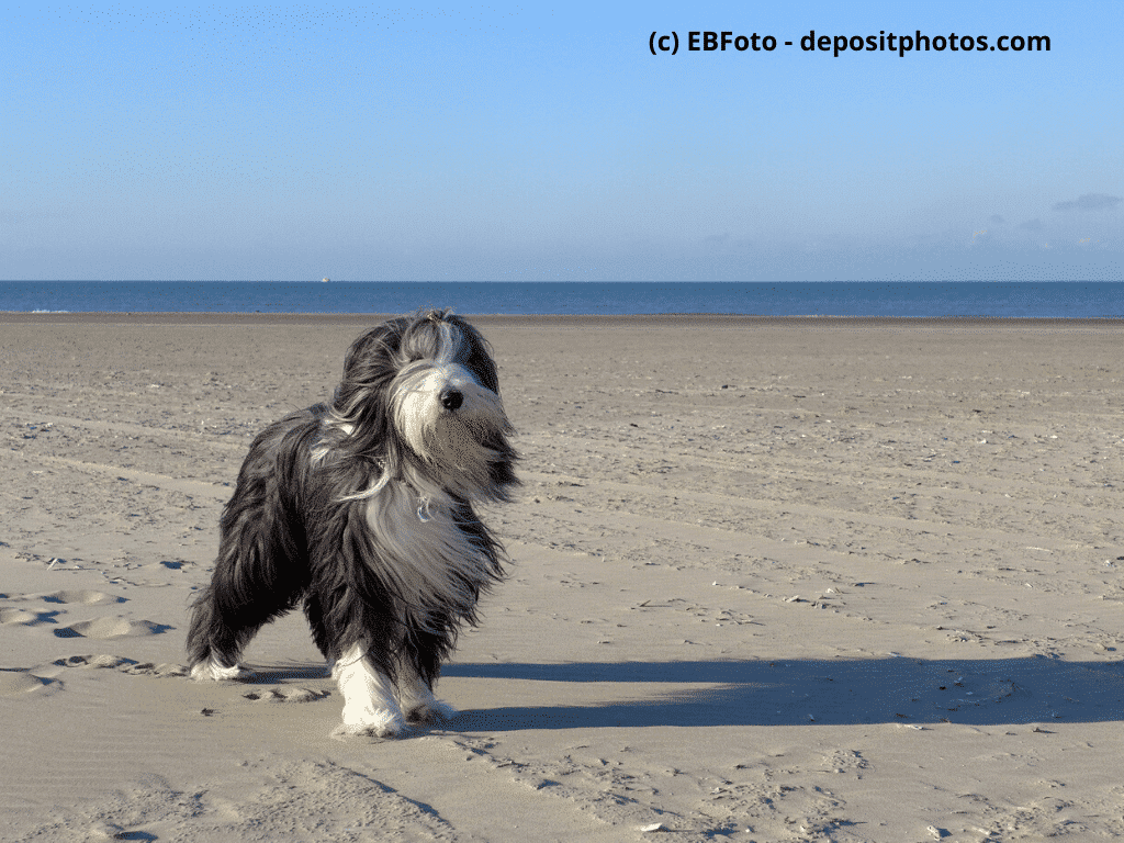 Bearded Collie steht am Strand im Hintergrund Meer