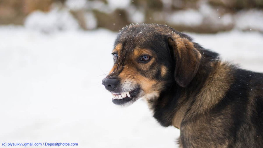 Ist es schlimm, wenn mein Hund knurrt?