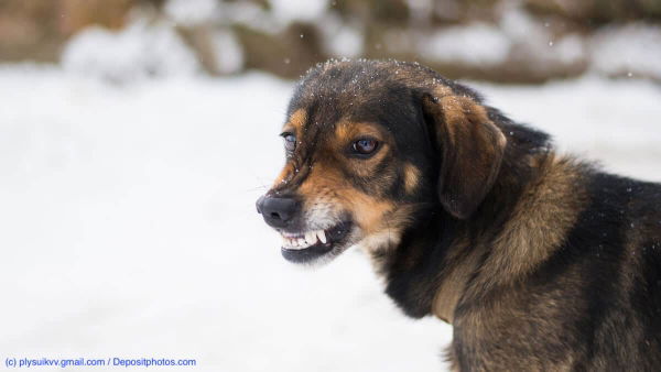 Ist es schlimm, wenn mein Hund knurrt?