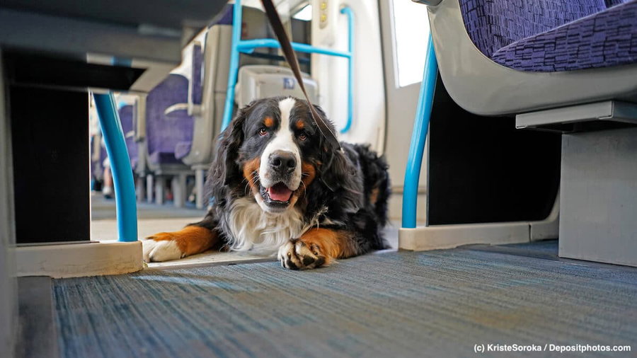 Gemeinsam unterwegs: Reisen mit Hund