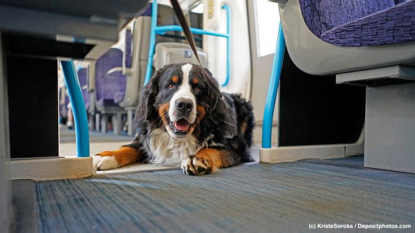 Gemeinsam unterwegs: Reisen mit Hund