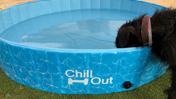 All FOR PAWS Hundepool im Test
