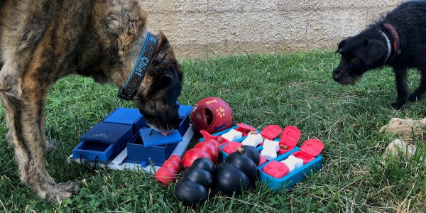 Kaufratgeber: Das beste Intelligenzspielzeug für Hunde im Vergleich