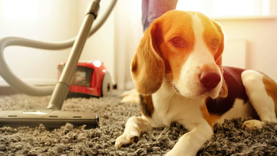 Im Kampf gegen Tierhaare: 3 Hilfsmittel für eine saubere Wohnung