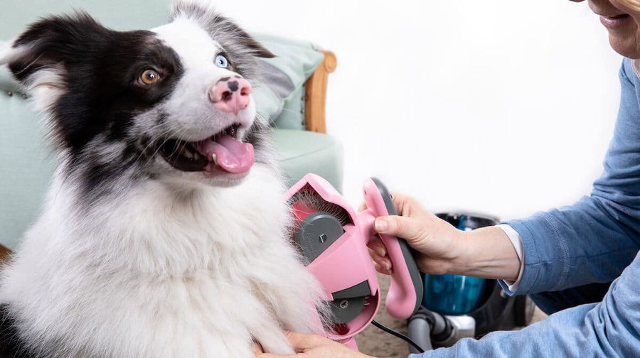 Kaufratgeber: Die besten Bürsten für Hunde