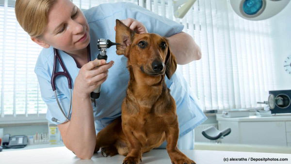 Hundekrankenversicherung: Das bedeutet sie für deinen Hund
