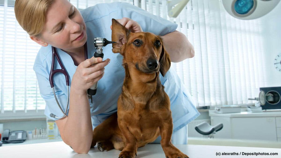 Hundekrankenversicherung: Das bedeutet sie für deinen Hund