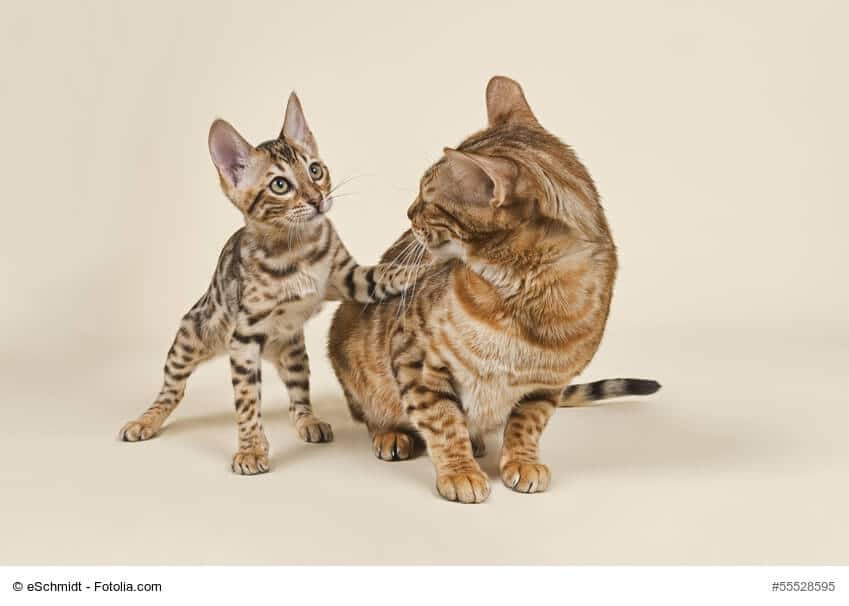 Bengal Katze- Mama mit Babykatze