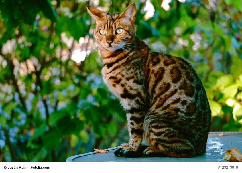 Bengalkatze