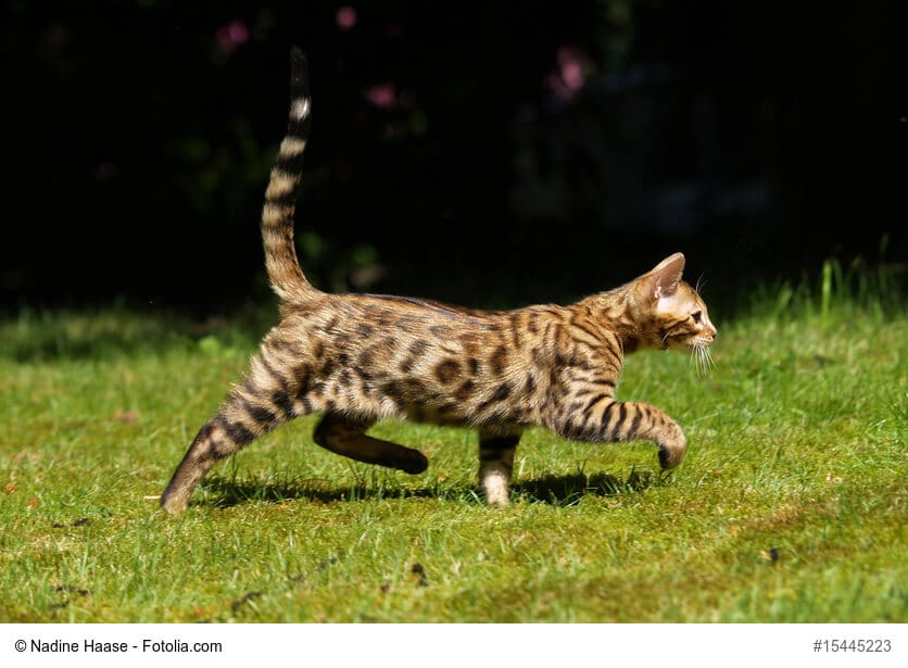 Bengal Katze, ganzer Körper, seitlich auf einer Wiese, Fellfarbe Rosettenmuster