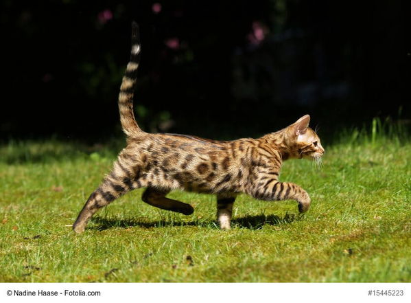 „Allzeit überwacht“ - GPS-Tracker für Hunde und Katzen