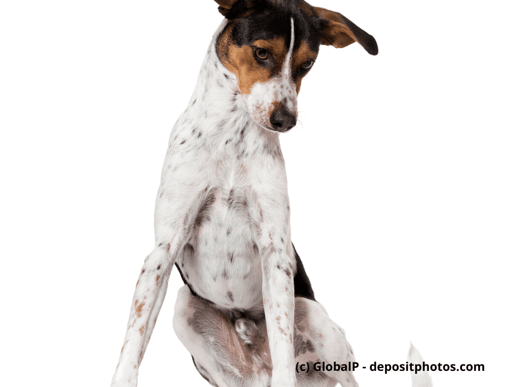 Bodeguero Andaluz Portrait