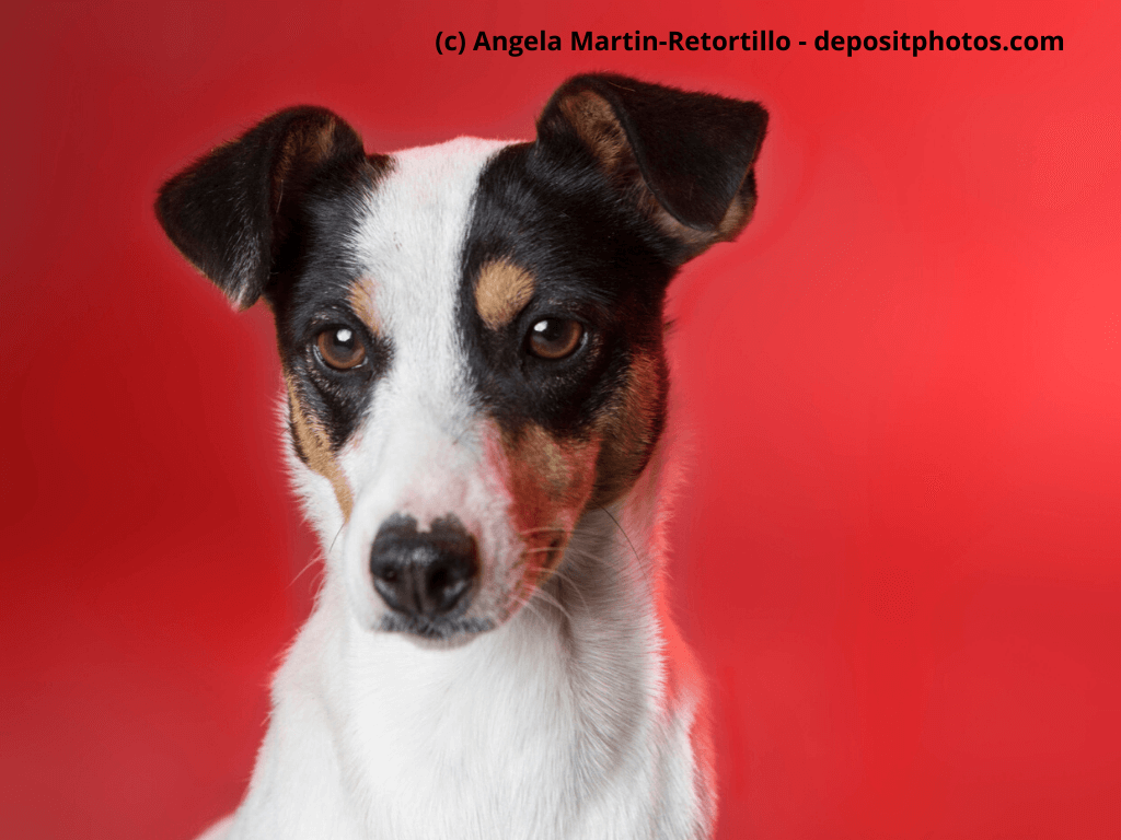 Bodeguero Andaluz