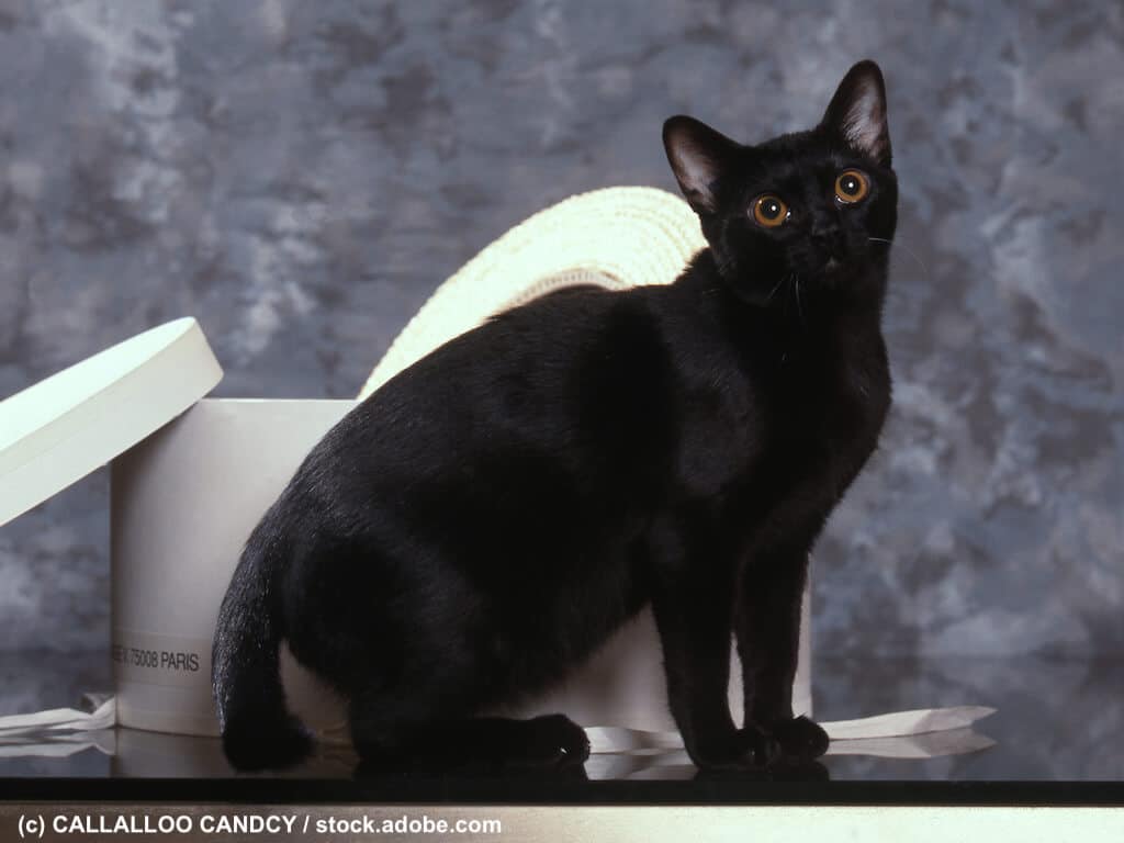 Bombay Katze Informationen