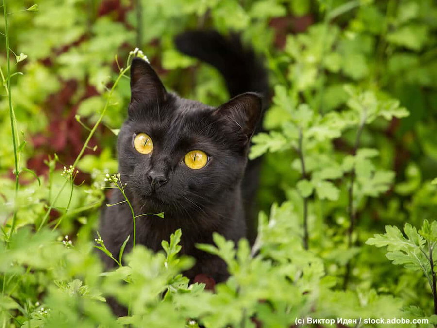 Giftige Pflanzen fr Katzen im berblick | Haustiermagazin