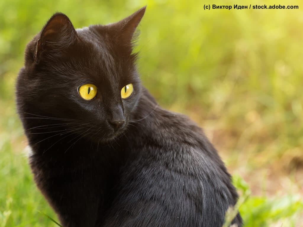Bombay Katze Augen