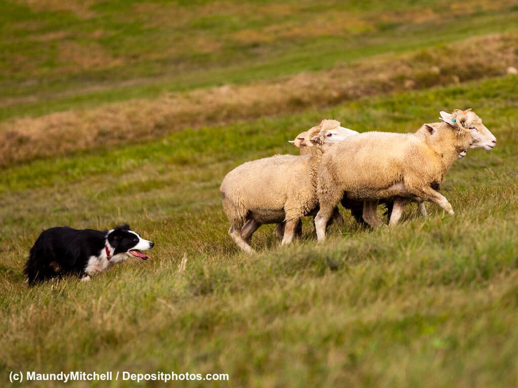 Border-Collie bei der Arbeit