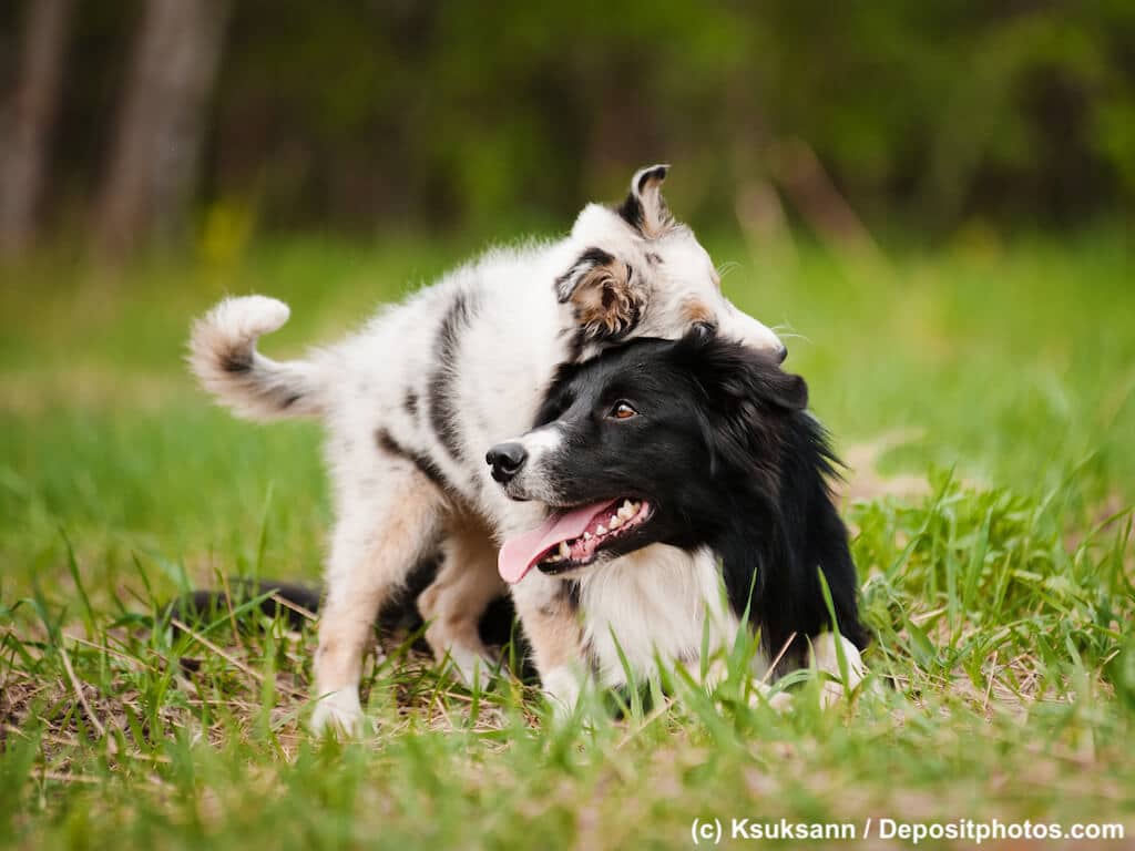 Border Collie spielt mit Welpen