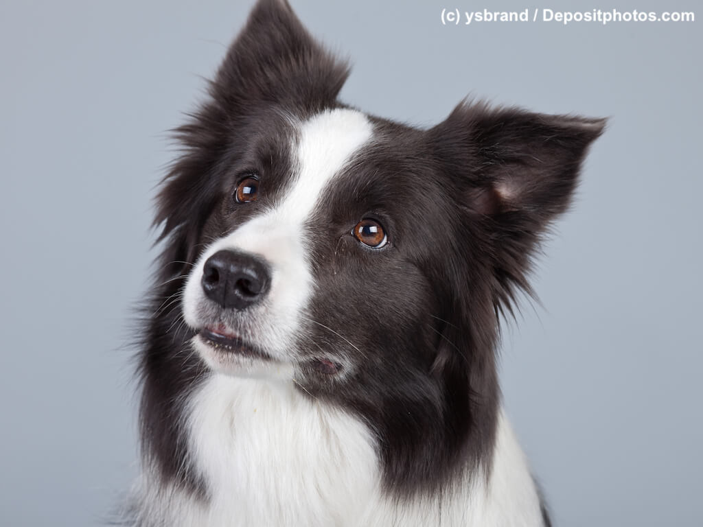 Hellwach, der Border Collie im Porträt