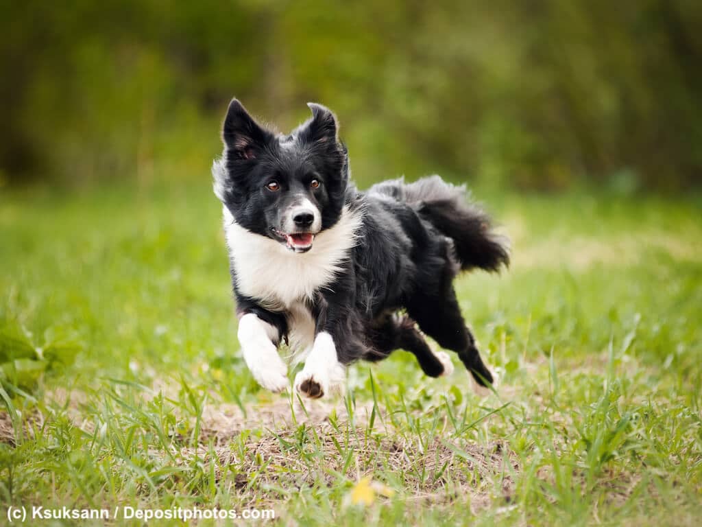 Border Collie