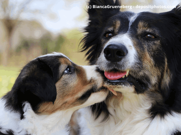 Woher bekomme ich einen Hund? Die Züchter