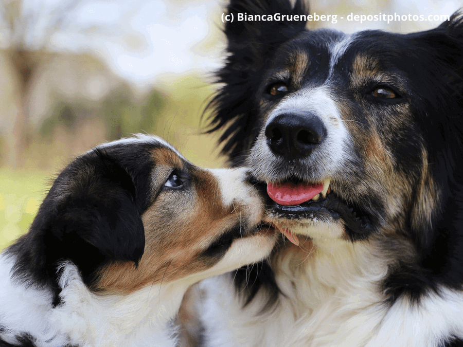 Woher bekomme ich einen Hund? Die Züchter