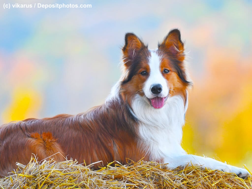 Brauner Border Collie liegend